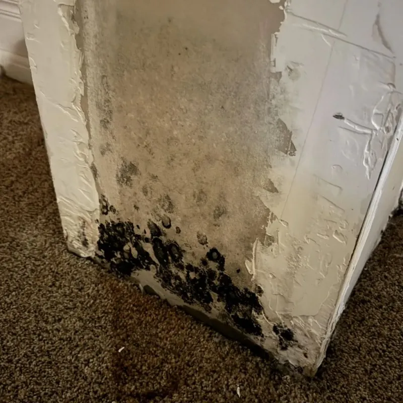 Professional Mold Removal in New Milford, CT